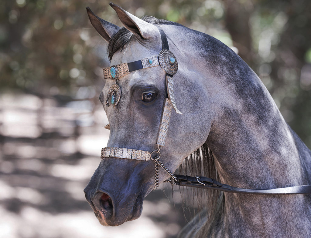 Finally RA grey arabian stallion close up shot of head wearing intricate gold show halter