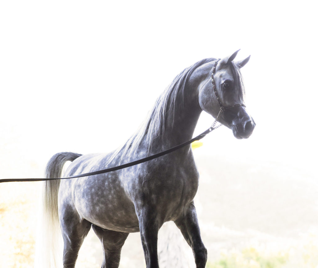 side view of Finally RA as a two year old standing in show halter looking off to the side with blurred white background