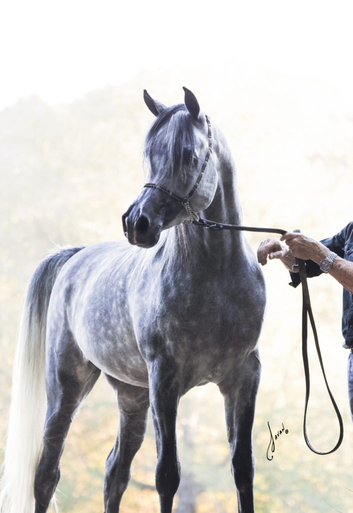 Finally RA grey arabian stallion being hand led by older man