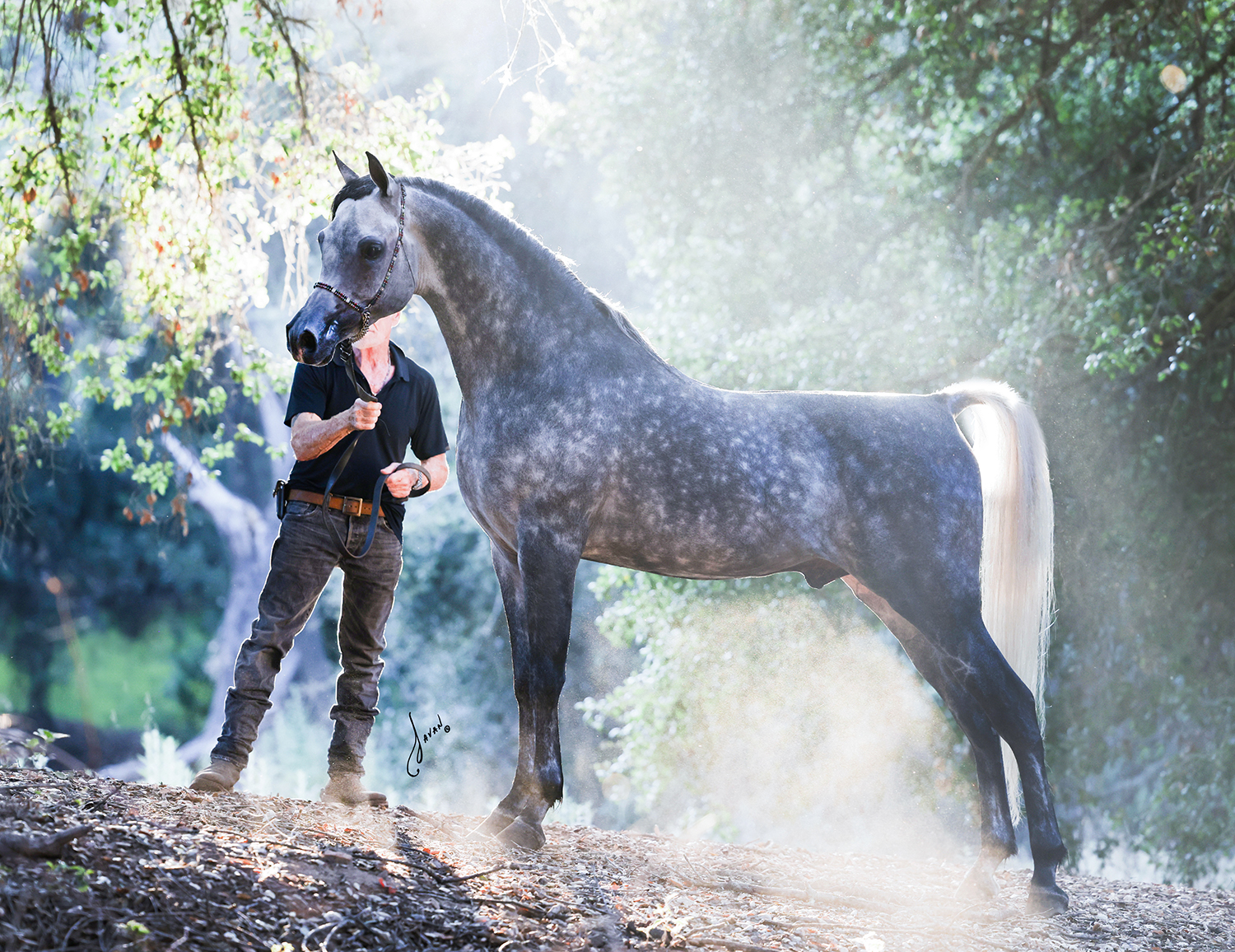 Grey arabian stallion Finally RA standing in halter pose in mist and sunlight with green trees in background