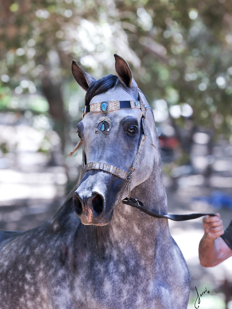 portrait of grey arabian stallion Finally RA wearing intricate detailed gold jeweled show halter standing and looking to the side