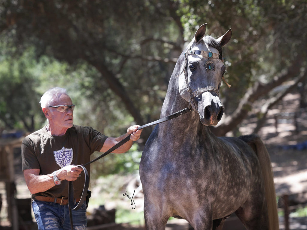 Finally RA standing in beautiful gold halter handled by man