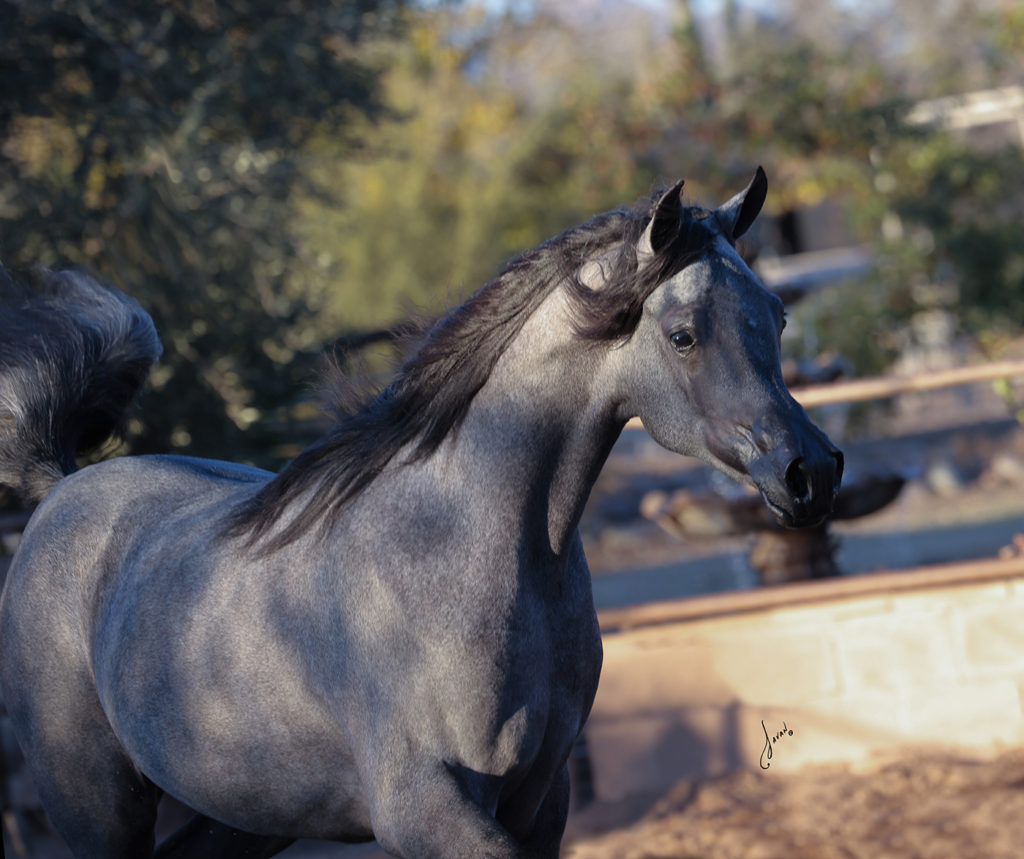 Grey Arabian foal of Finally RA moving with tail up