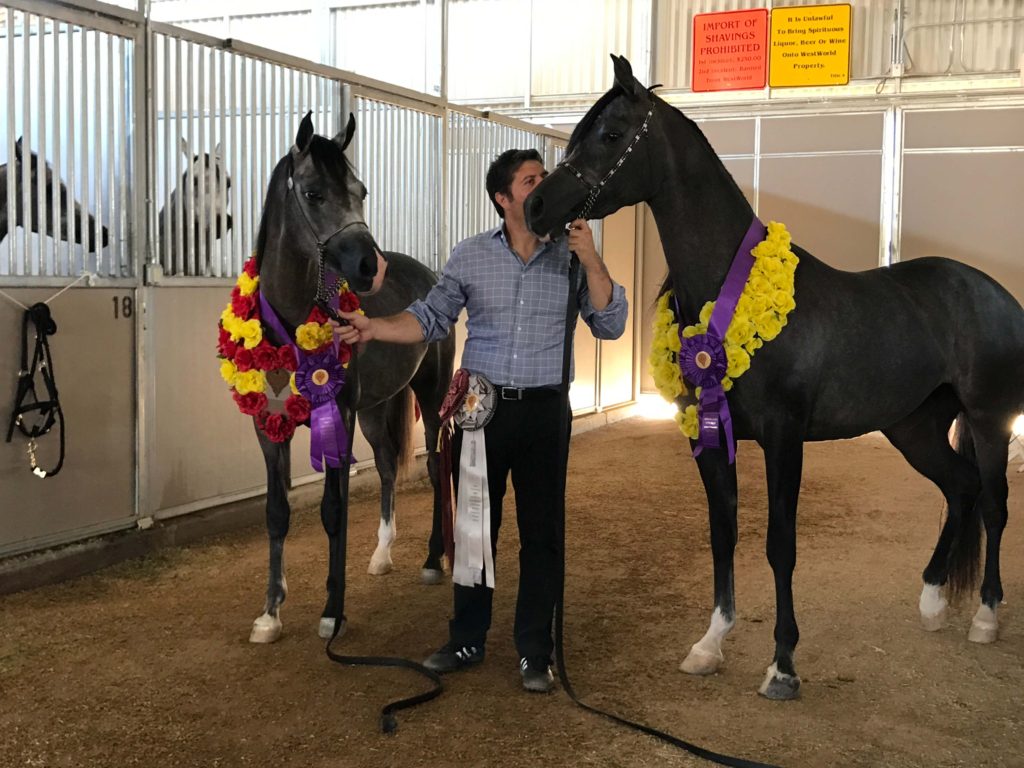 Two Rancho Arabians with handler in middle giving a kiss to the horse to his left