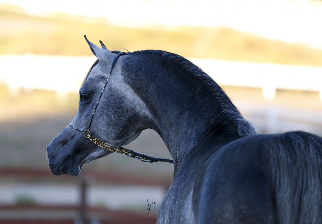 Grey Egyptian Arabian Stallion in Arabian Halter staring to the side