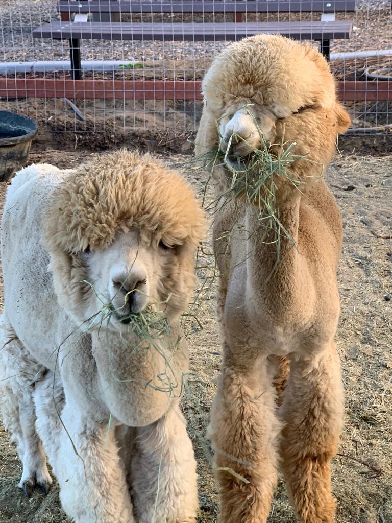 two alpacas that are body clipped eating hay staring at the camer