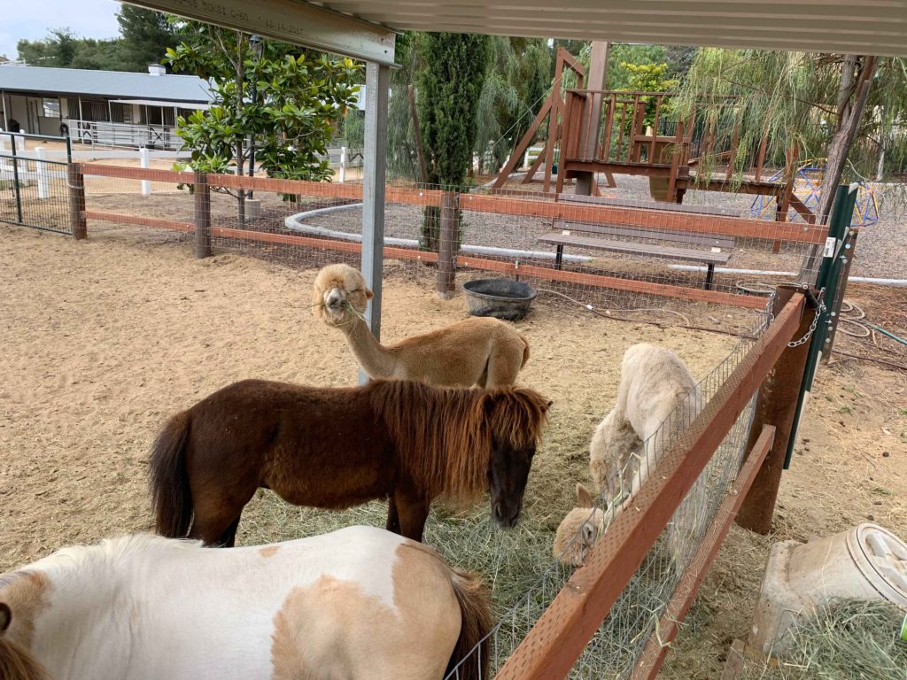 two mini horses in a paddock with two aplacas eating hay