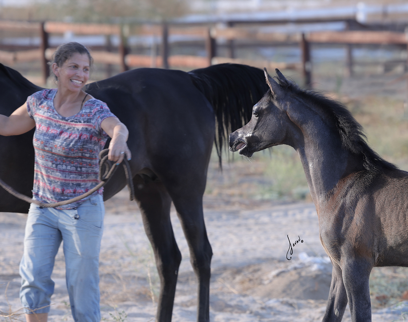 Ofri holding mare while a foal is coming up to her with it's mouth open to whinny