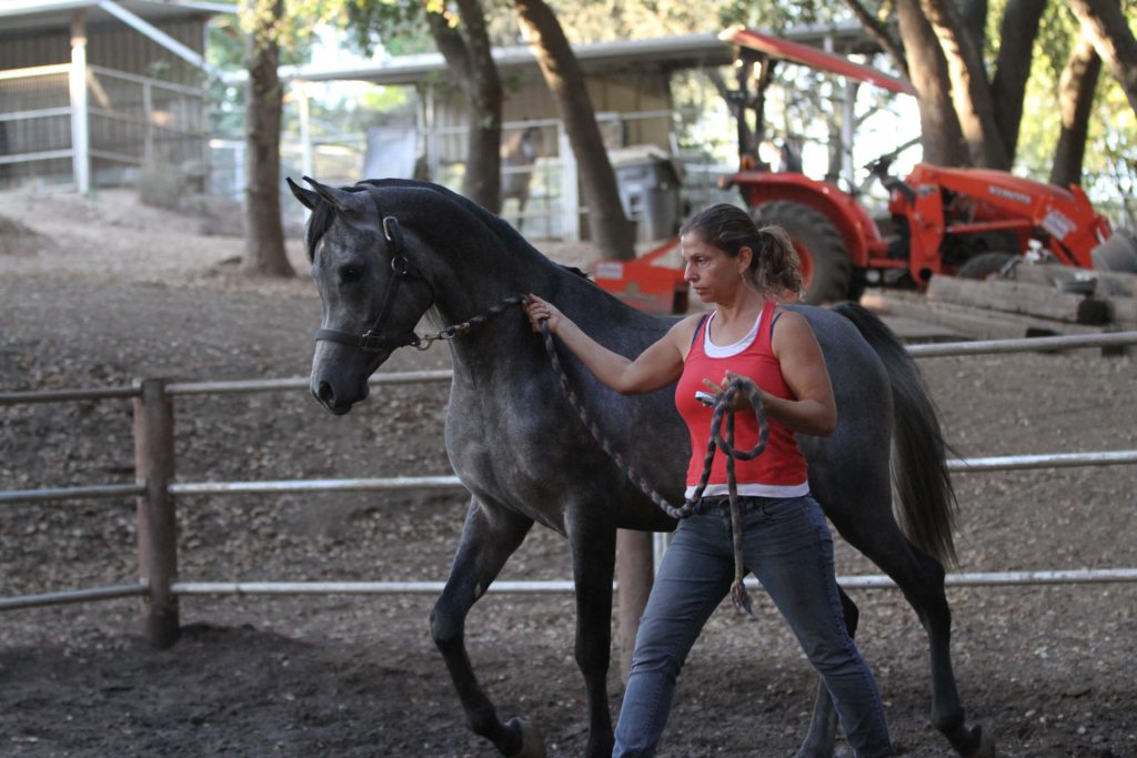 Ofri leading grey arabian