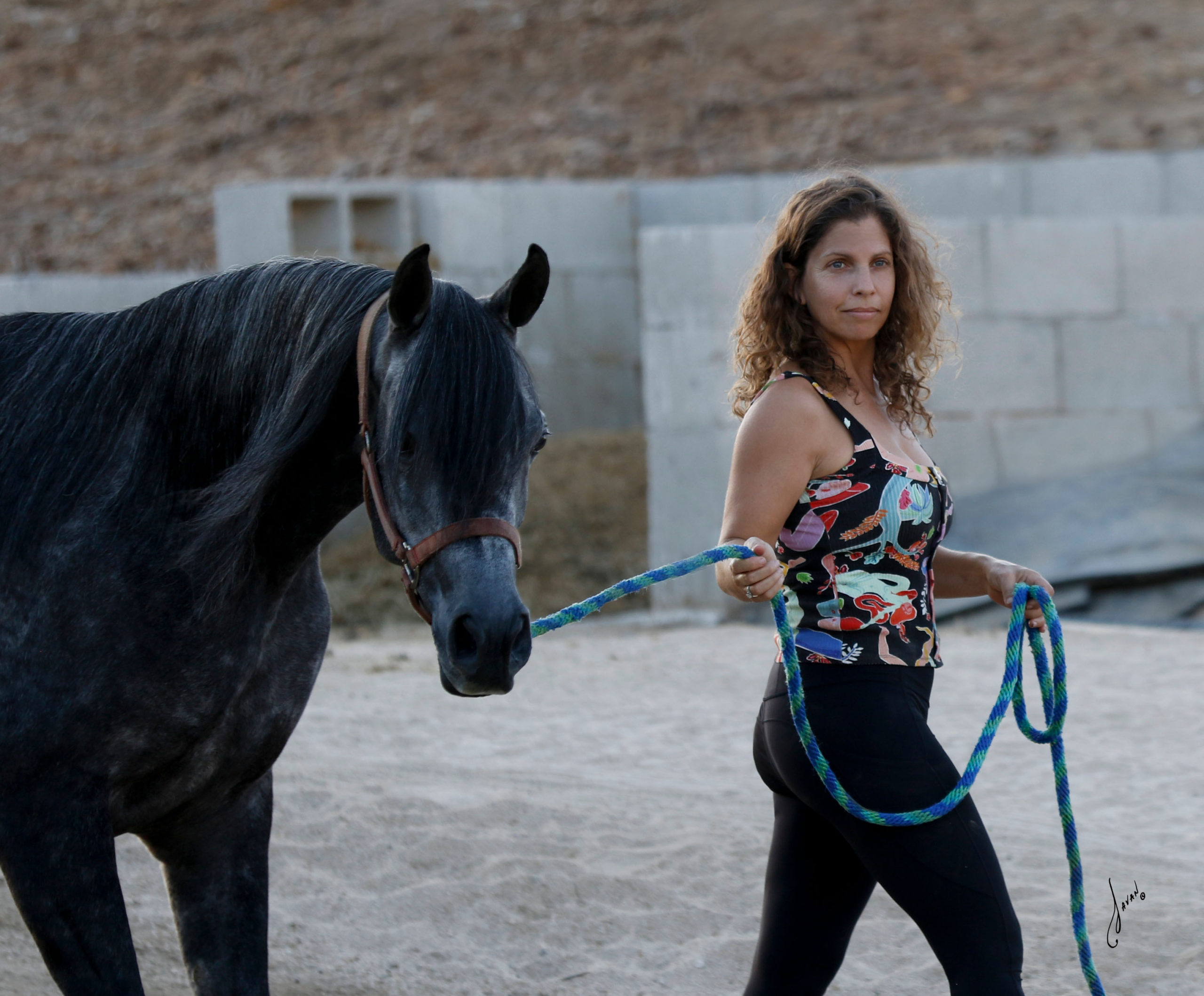 Ofri leading grey arabian staring at the camera