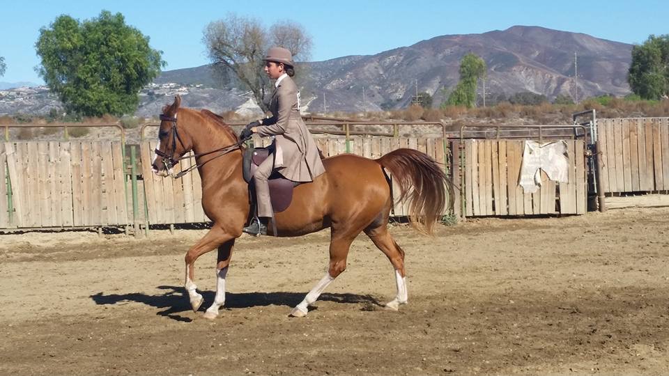 Ofri and Gil's daughter riding a chestnut arabian in country english pleasure wearing a brown saddleseat suit