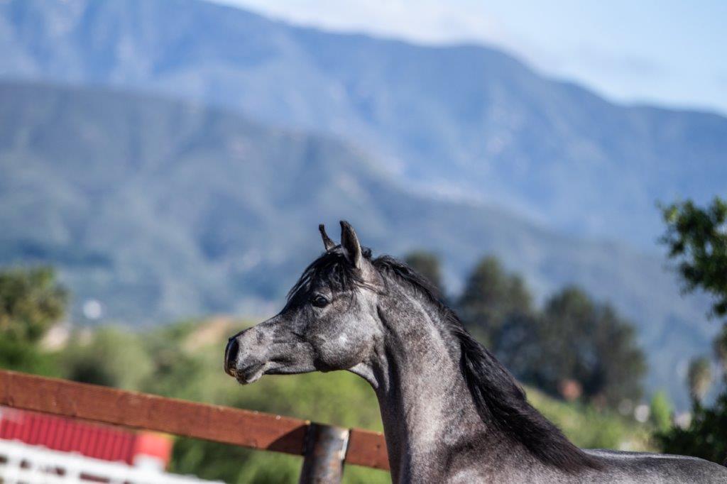 grey arabian profile offspring of Solo RA